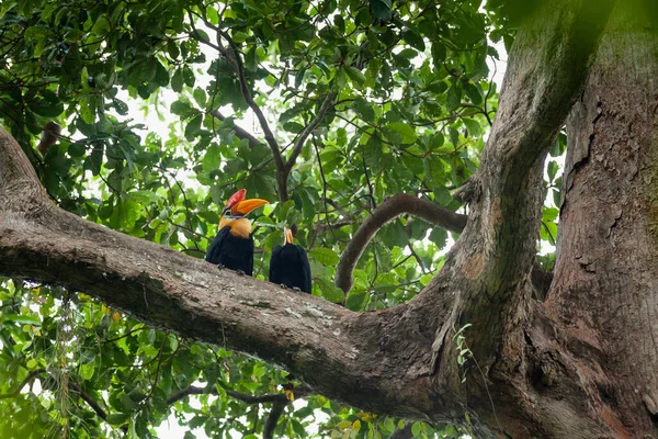 Sulawesi hornbills sit on the tree branch, Tangkoko National Park, Ινδονησία — Φωτογραφία Αρχείου