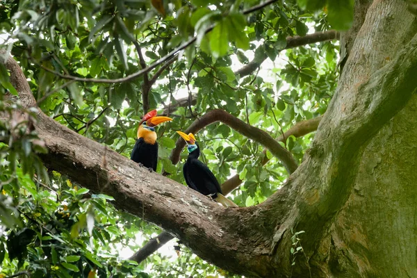 Beautiful Sulawesi hornbills, Εθνικό Πάρκο Tangkoko, Ινδονησία — Φωτογραφία Αρχείου