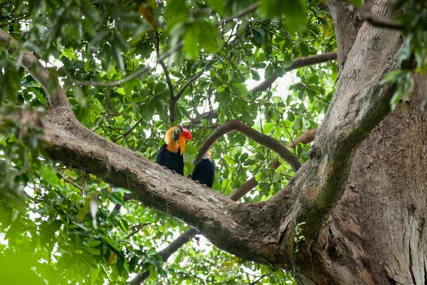 Hornbills Sulawesi sentarse en el árbol en la selva tropical de la isla de Sulawesi, Indonesia —  Fotos de Stock
