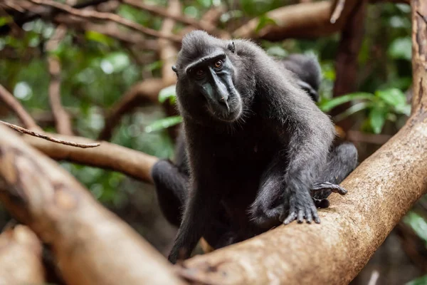 Seriosly looking Macaque noir à crête assis sur l'arbre, parc national de Tangkoko, Indonésie — Photo