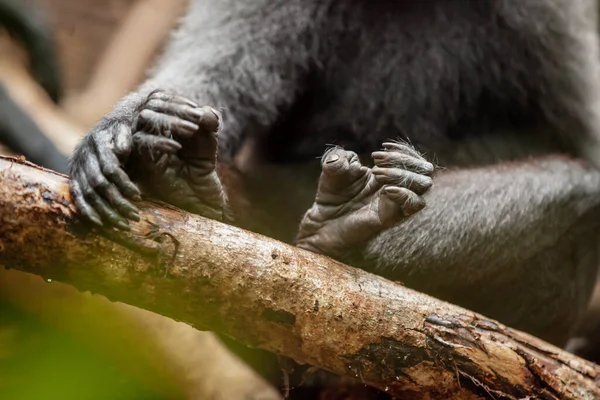 Κοντινό πλάνο των ποδιών και των χεριών του Crested black macaque, Εθνικό Πάρκο Tangkoko, Ινδονησία — Φωτογραφία Αρχείου