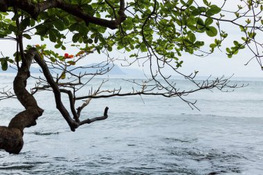 Sulawesi Adası, Endonezya 'da suyun üstünde bir ağaç dalı.