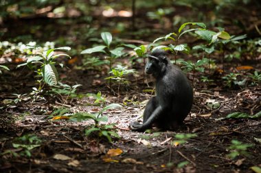 Tangkoko Ulusal Parkı, Endonezya 'da güneş ışığıyla yeşilliğin üzerinde oturan ünlü makaklar.
