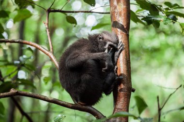 Utangaç görünümlü Celebes, Endonezya 'daki Tangkoko Ulusal Parkı' ndaki ağaç dalında oturan makağı tepeledi.