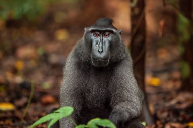 Endonezya 'daki Tangkoko Ulusal Parkı' nda bulunan tüylü Sulawesi armalı makağın yakın plan portresi.
