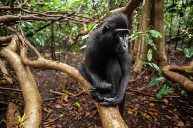 Şirin görünümlü Sulawesi ibikli makak, Tangkoko Ulusal Parkı, Endonezya