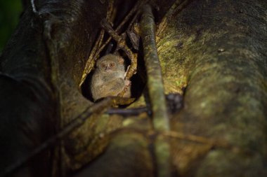 Hayalet tarsier ağaç gövdesinde oturuyor.