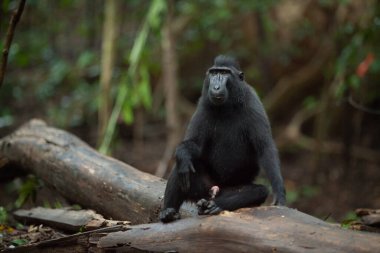 Macaca Nigra 'nın bir portresi ormanda rahatlar.