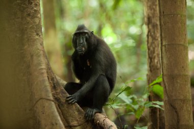 Endonezya yağmur ormanlarında bir Macaca zencisi