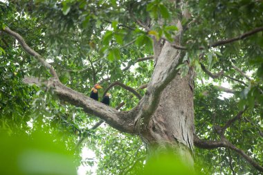 Bir çift boynuz gagası Sulawesi ormanındaki büyük ağaçta durur.