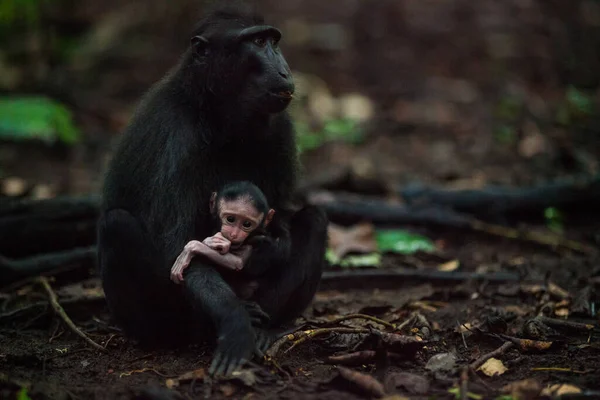 Mãe e bebê de macaca negra sentados na floresta — Fotografia de Stock