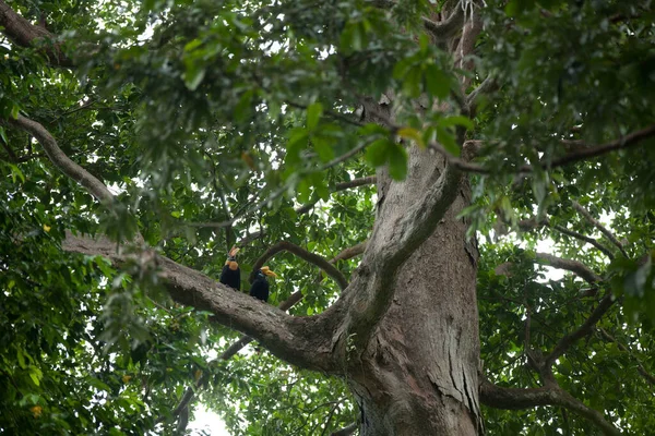 Un par de hornbills tropicales se sientan en el árbol grande en una selva tropical —  Fotos de Stock