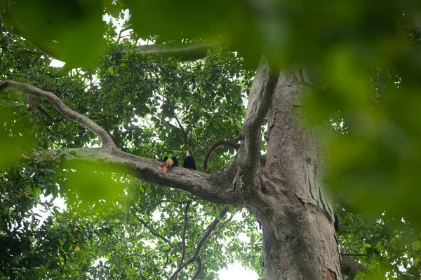 Pájaro carey raro mira desde el árbol en el parque nacional de Tangkoko —  Fotos de Stock