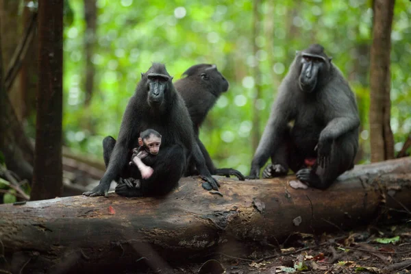 Een familie van macaca nigra met de kleine aap — Stockfoto