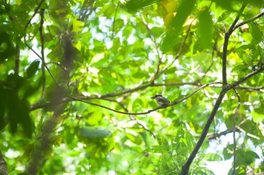 Yağmur ormanlarının yeşilliklerinde bir kuş oturuyor.