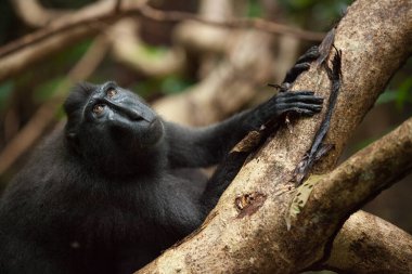 Meraklı Macaca zencisi, şirin avuçlarıyla ağacı tutuyor.