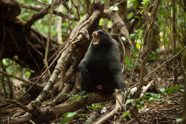 Un macaque noir adulte montre les dents pointues et dangereuses — Photo