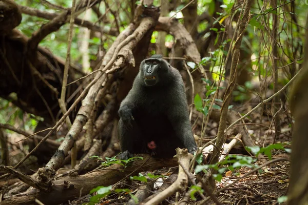 Un macaque noir adulte soupire dans la jungle indonésienne — Photo