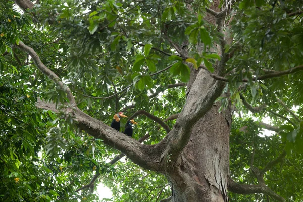 Δύο κέρατα κάθονται στο μεγάλο δέντρο σε ένα τροπικό δάσος — Φωτογραφία Αρχείου