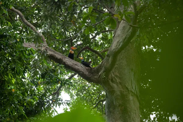 Een tweetal neushoorns in het regenwoud van Sulawesi eiland — Stockfoto