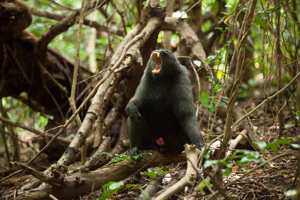 Un macaque noir soupire assis sur la branche dans la jungle — Photo