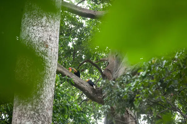 Un par de avispas se sientan en el árbol en el Parque Nacional Tangkoko —  Fotos de Stock