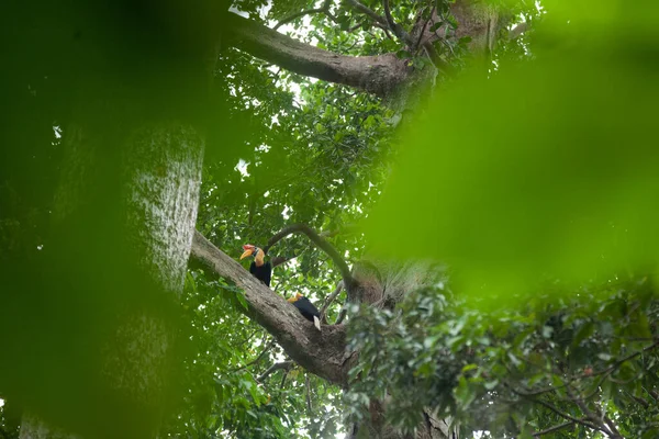 Quelques calmars colorés dans la forêt tropicale — Photo