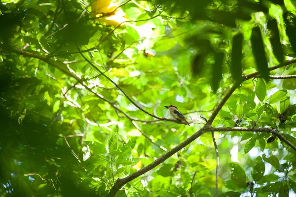 Pequeño pájaro se sienta en el colorido follaje de la selva tropical —  Fotos de Stock