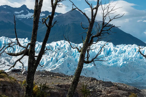 Δύο νεκρά δέντρα με φόντο τον παγετώνα Perito Moreno — Φωτογραφία Αρχείου