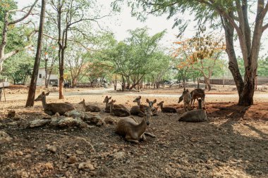 Geyikler gölgede dinleniyor, Tayland