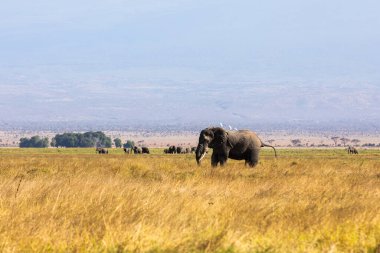 KENYA - 16 AĞUSTOS 2018: Amboseli Ulusal Parkı 'nda Fil