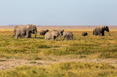 KENYA - 16 AĞUSTOS 2018: Amboseli Ulusal Parkı 'ndaki Filler