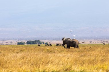 KENYA - 16 AĞUSTOS 2018 Amboseli Ulusal Parkı 'nda Fil Yürüyüşü