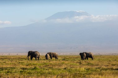 KENYA - 16 AĞUSTOS 2018: Amboseli Ulusal Parkı 'nda fil sürüsü