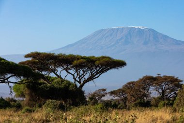 KENYA - 16 AĞUSTOS 2018 Amboseli Ulusal Parkı Kilimanjaro Dağı