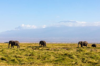 KENYA - 16 AĞUSTOS 2018: Amboseli Ulusal Parkı 'ndaki Filler