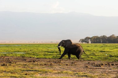KENYA - 16 AĞUSTOS 2018: Amboseli Ulusal Parkı 'nda büyük bir fil