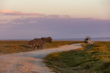 KENYA - 16 AĞUSTOS 2018: Amboseli Ulusal Parkı 'ndaki Filler