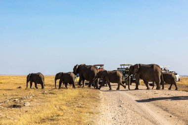 KENYA - 16 AĞUSTOS 2018: Amboseli Milli Parkı 'nda karşıdan karşıya geçen filler