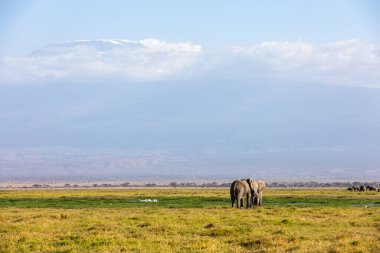 KENYA - 16 AĞUSTOS 2018 Amboseli Ulusal Parkı 'nda bir fil