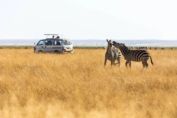 KENYA - AGOSTO 16, 2018: Zebras em frente aos turistas no parque nacional de Amboseli — Fotografia de Stock