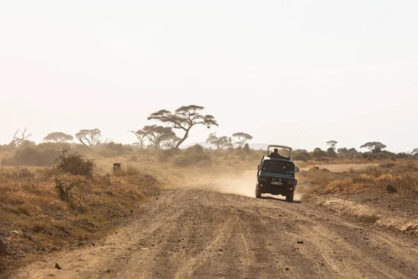 KENIA - 16 de agosto de 2018: Juego de safari en el Parque Nacional Amboseli —  Fotos de Stock