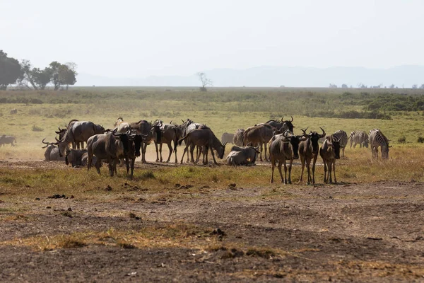 Кения - 16 августа 2018 года: Две зебры в Национальном парке Амбосели — стоковое фото
