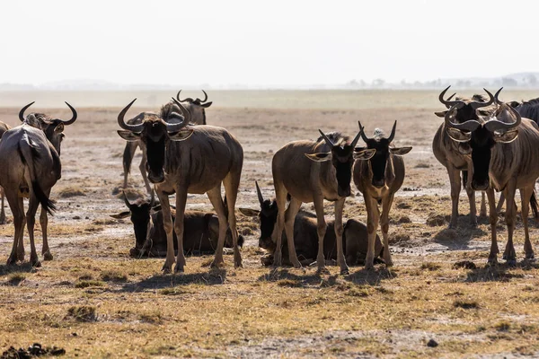 KENYA - 16 AĞUSTOS 2018: Amboseli Ulusal Parkı 'nda bir antilop sürüsü