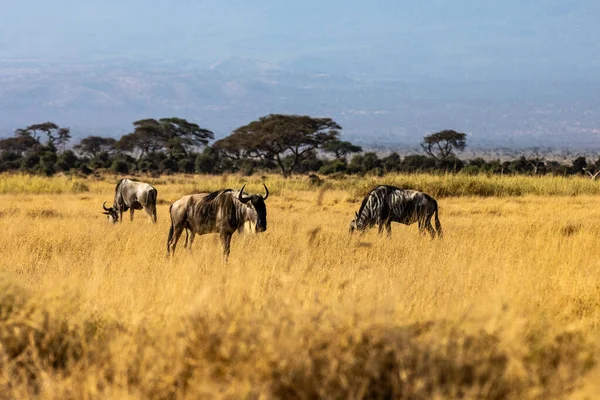 KENYA - 16 de AGOSTO de 2018: gnus no Parque Nacional Amboseli — Fotografia de Stock
