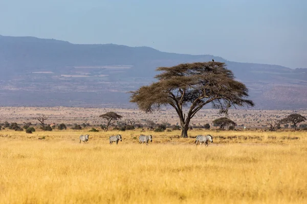 Кения - 16 августа 2018 года: Зебры пересекают саванну в Амбосаиле — стоковое фото