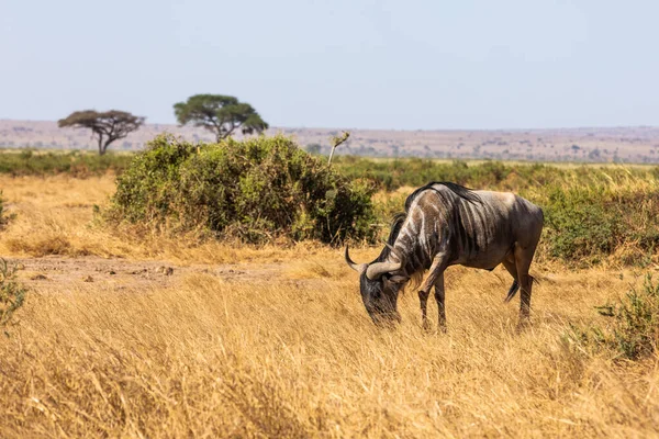 KENIA - 16. AUGUST 2018: Gnus im Amboseli-Nationalpark — Stockfoto
