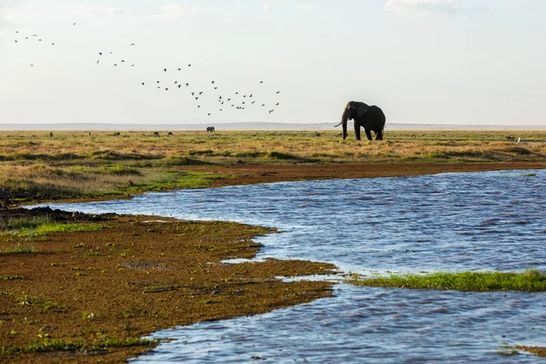 KENYA - AGOSTO 16, 2018: Elefante ao lado do lago no Parque Nacional Amboseli — Fotografia de Stock