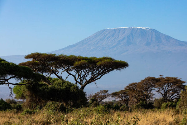 KENYA - AUGUST 16, 2018: Mt Kilimanjaro and blue skies behind acacia trees in Amboseli National Park.