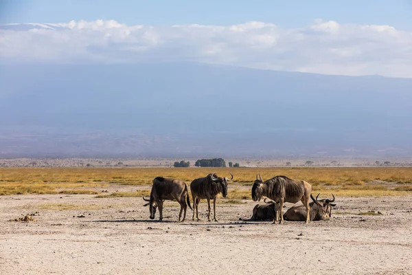 KENIA - 16. AUGUST 2018: Gnus im Amboseli Nationalpark — Stockfoto